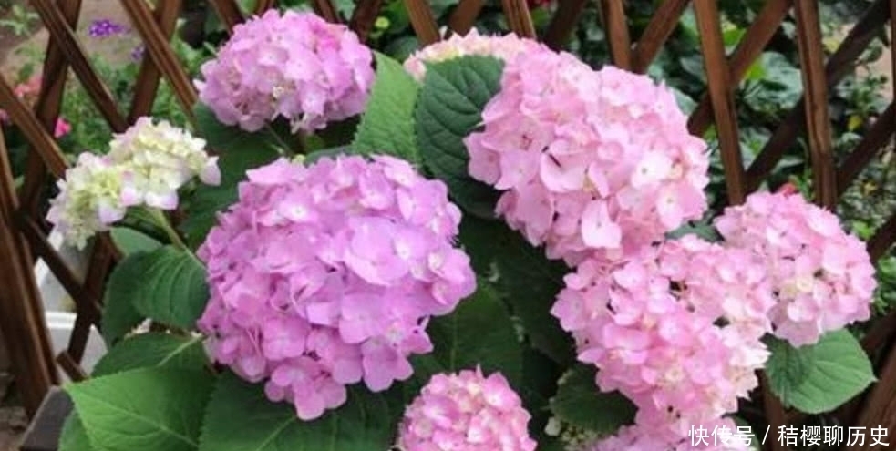 绣球花花期结束,按照“3个”方法做,明年开花简单花球多