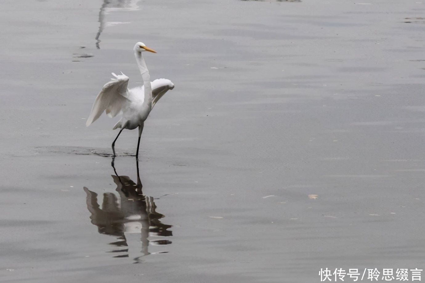  南朝女诗人的一首小诗《沙上鹭》，读之激励人心