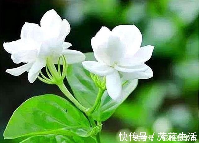 盆栽|5种比香水还香的盆栽花卉，开花漂亮香气浓郁，人称“香水之王”！