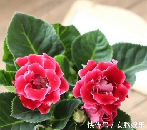 花卉|新手养花，不如养盆花中精品“六雪尼”，花期超长，养护简单