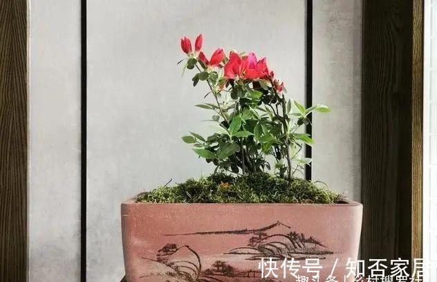 土壤|花卉土壤又粘又湿,养花最容易烂根,如何解决这个问题?