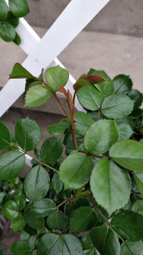 月季、绣球、铁线莲，春季换盆“别犹豫”，萌芽多，长势好