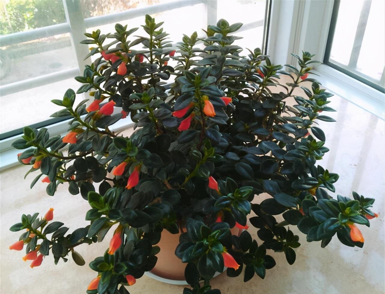 春节“吉利花”,开花金灿灿,小鱼几十条,“年年有鱼”年年好