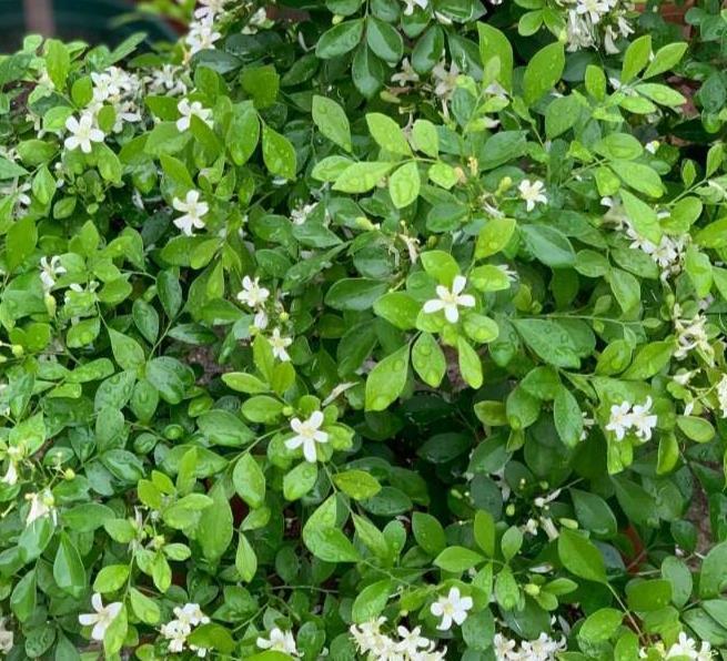 香气|种在阳台的九里香,既能净化空气环境,又能满屋飘香