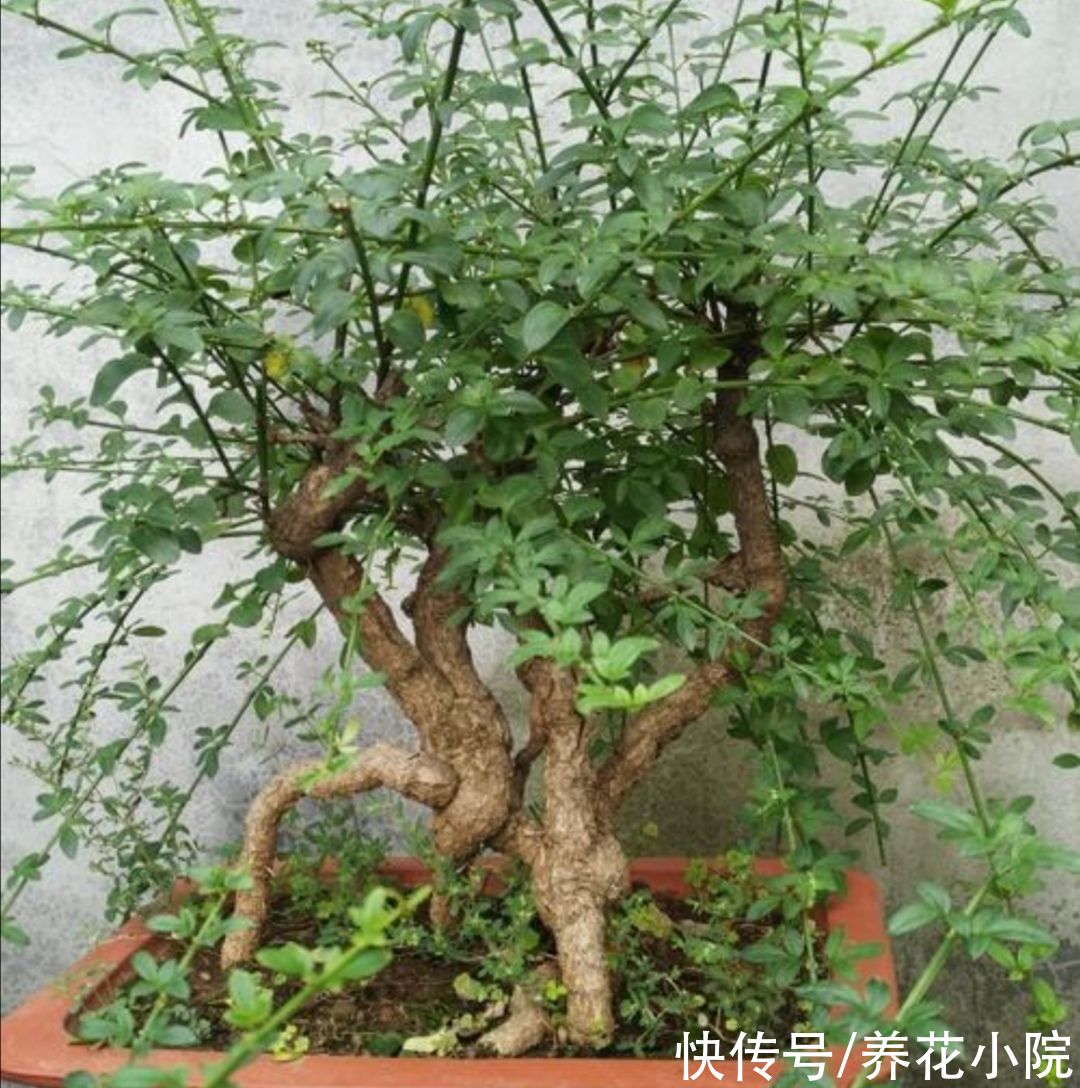  植株|冬天养迎春花，给它做到这几点，提前开花开花，充满春意