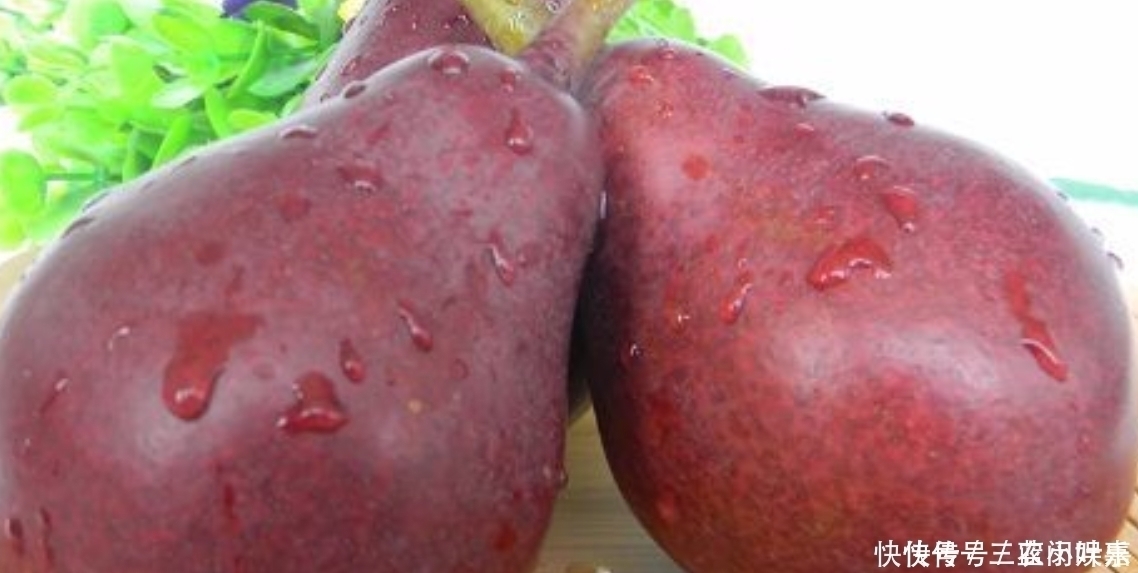 红啤梨|乡下一种普通的野果,被发现很高的营养价值,现在要人工养殖