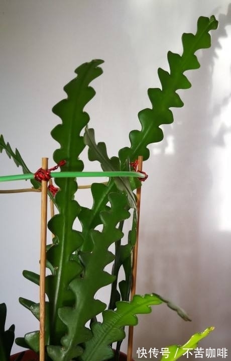 4种“省钱植物”,实在太贴心,掐个枝条插土里就能活