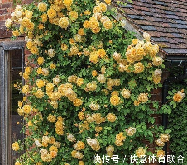 灌木|浓香月季品种大盘点,20个强香品种图文介绍。种一颗满屋飘香!
