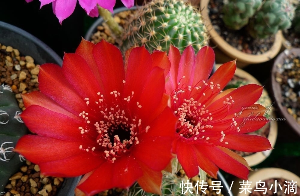 九种“皮实花”,多晒少管长得好,养成老桩更高档,绿萝没上榜