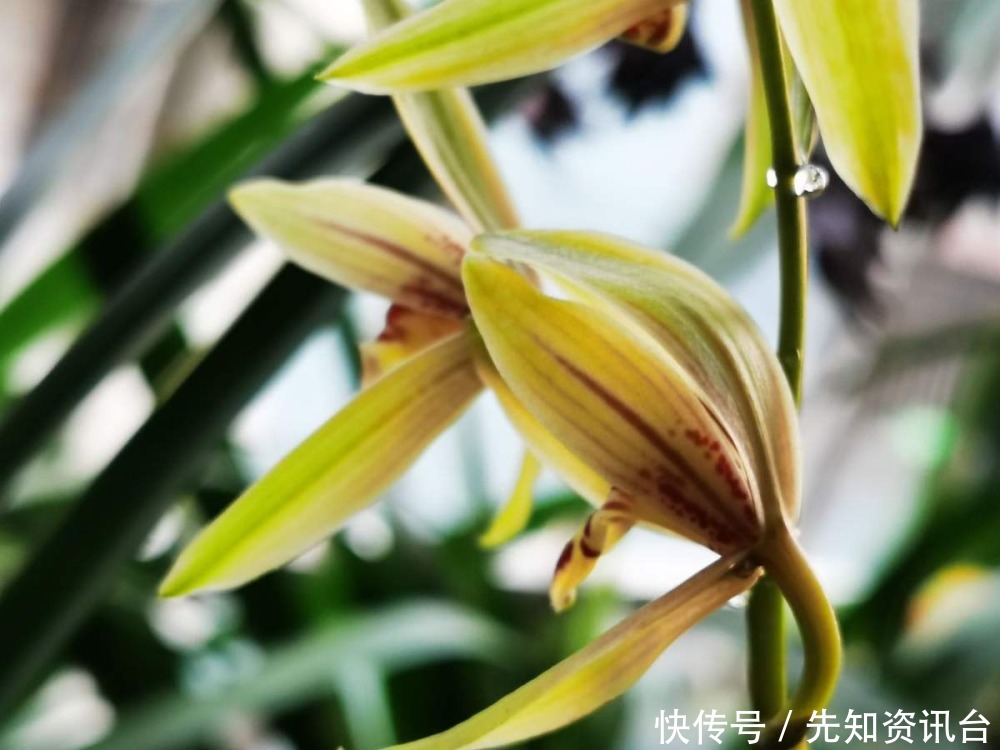 叶子|花卉气质和人的气质相通,你是哪种气质?