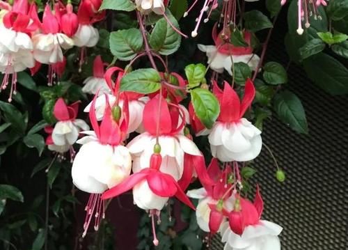  盆栽|到了冬季就盆栽这7样花卉，耐寒能力强，开花美丽又喜庆