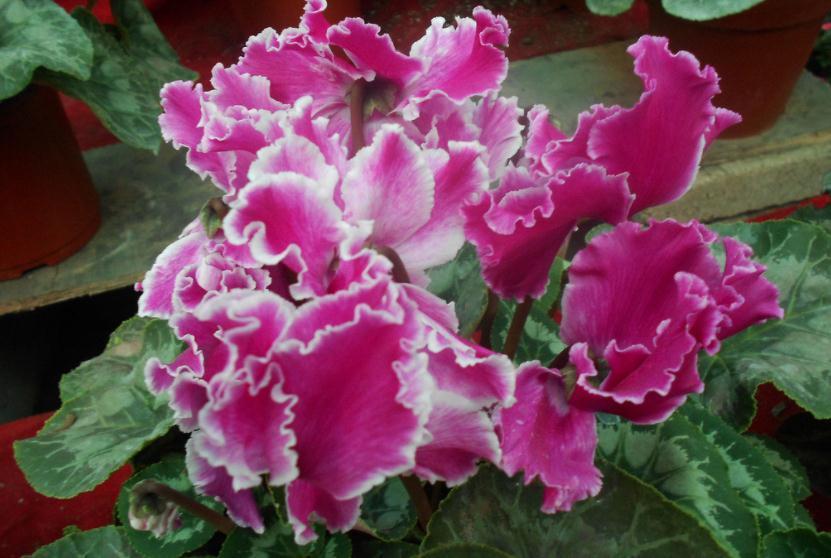 老祖宗说立冬家中摆上这3种“吉祥花”,佑家红红火火,吉祥如意