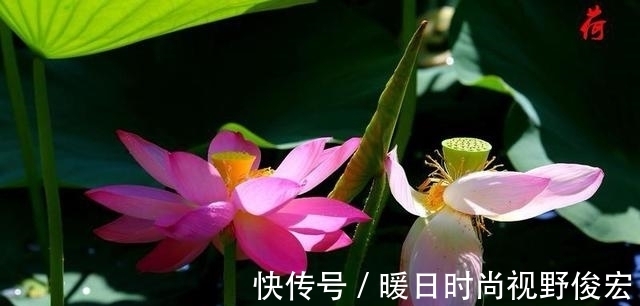 又闻荷香|蝶恋花《又闻荷香》