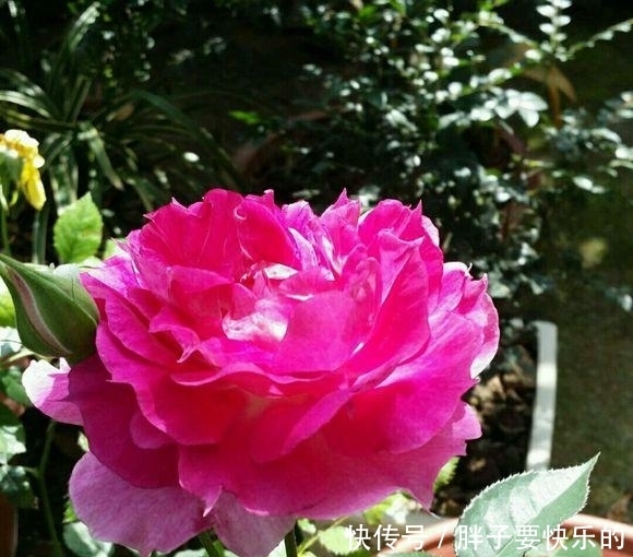 天方夜谭|比香水还香的盆栽,比茶花牡丹还要美,花色艳丽,每人都要养一盆