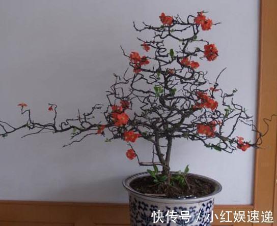 冬天|能开花的“2种树”,养2盆在客厅,可以长得很美,1千元也不卖