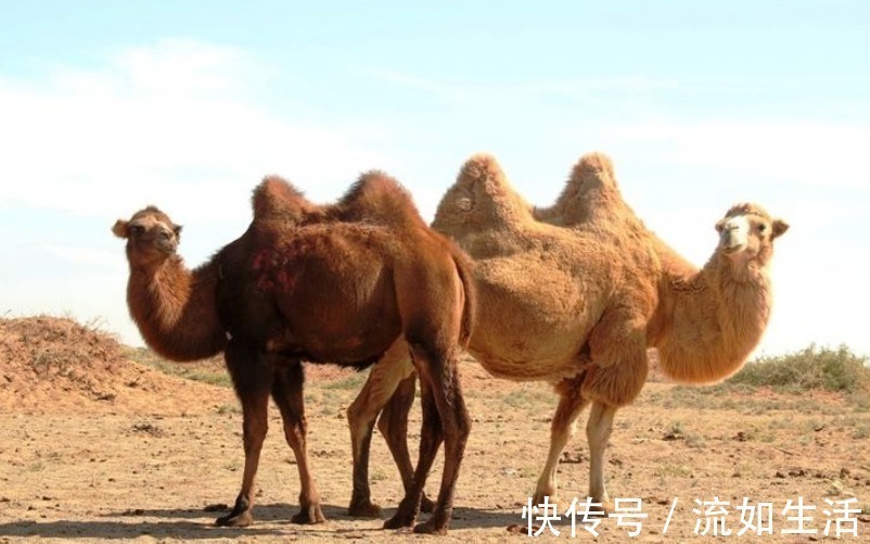 诗人#北宋诗人写首“奇诗”,短短20字数字“一”到“十”全都有