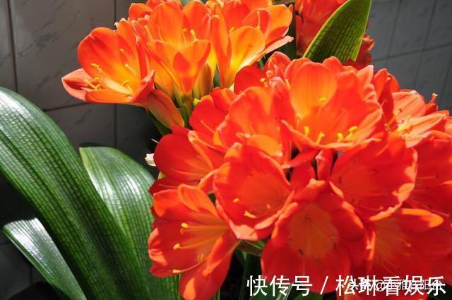 植株|养君子兰,一片叶也别剪,否则一朵花也不开,叶片越多越开花