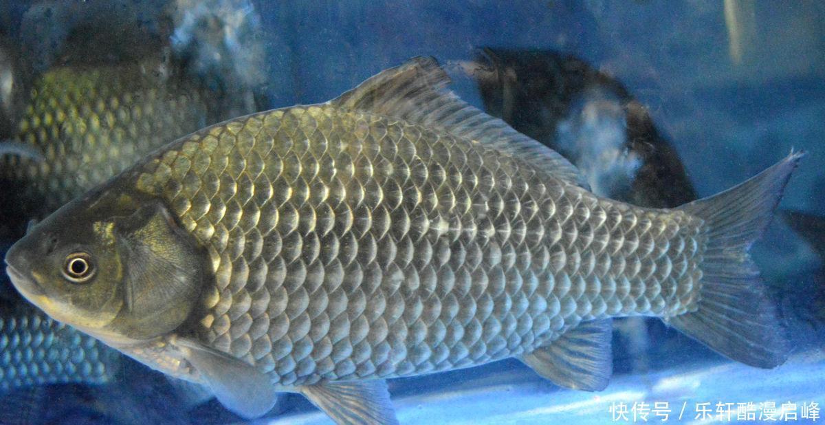 买鲫鱼,要分清“工程鲫”和“土鲫”,差别很大,买错浪费钱