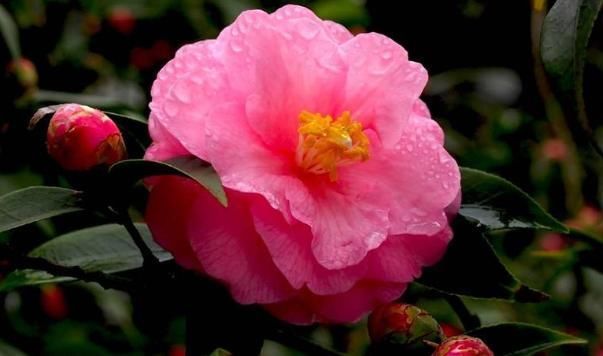 烧香拜佛|去寺庙进行烧香祭拜时,切记3大禁忌,如果触碰了拜佛毫无意义