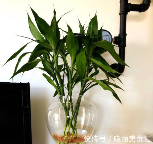 水培瓶里放一样东西，富贵竹一年四季不黄叶，成本不到2毛钱