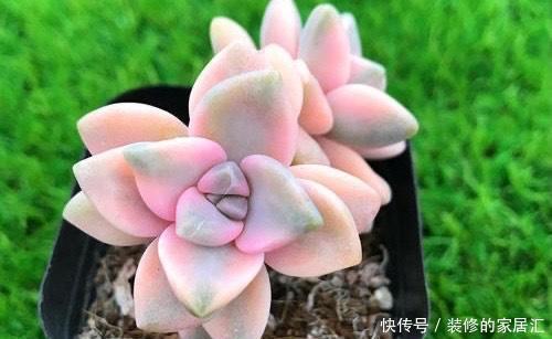 火狐狸|4种高颜值多肉,在家养一盆,好像艺术品,花友:后悔没早点养!
