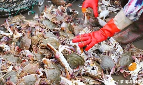 买梭子蟹时,说这“4个字”,老板就知道你是行家,准给你肥蟹