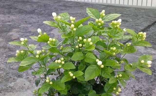 茉莉花开花少,这不是问题,教你几招,花枝都是花苞