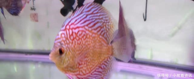 热带鱼|热带观赏鱼饲养的两个最为忌讳的问题,我们必须注意