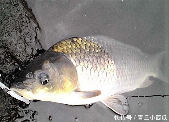 铅皮|调平水钓两目总是调不好?现在才明白,原来有两种调漂方式