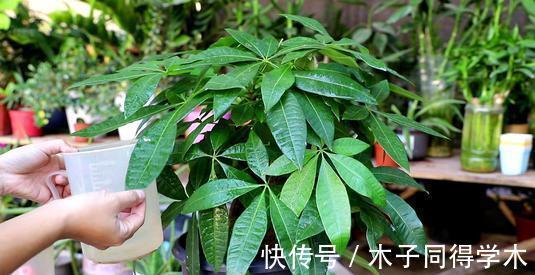 养花|新手养花“黑名单”,买了也养不活,谨慎买这些花