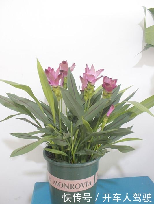 此花是世界名花,花朵超漂亮,花期长,养护简单,室内盆栽也可以!