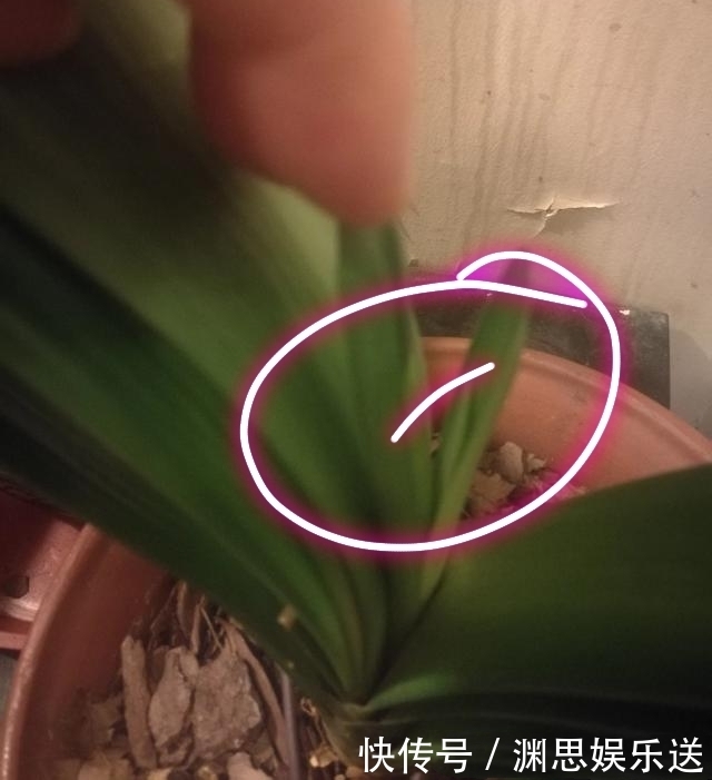 补充营养|君子兰长了两个叶心是坏事吗不是,给足营养开花成群兰,美爆了