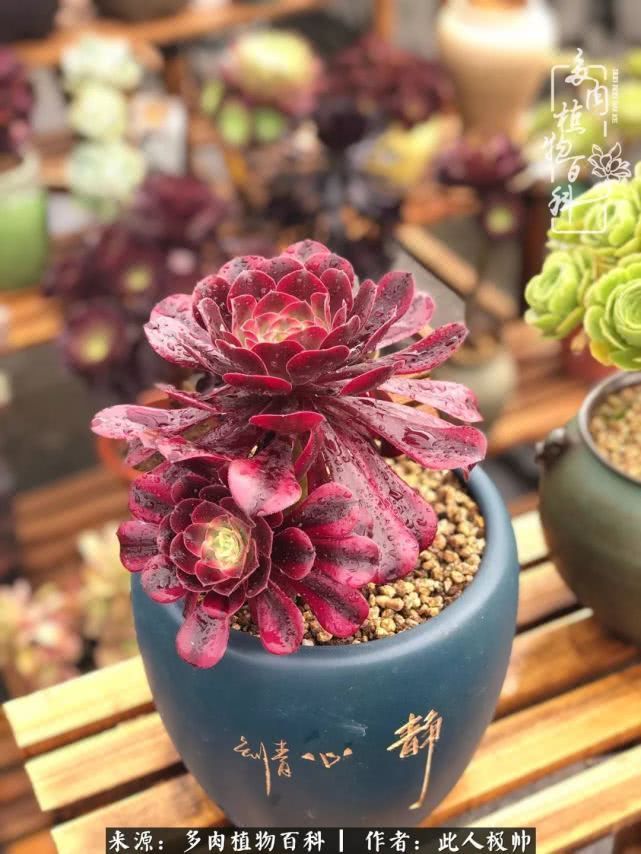 骄阳艳玫瑰,梦幻魔法师!独爱你的百媚千红!