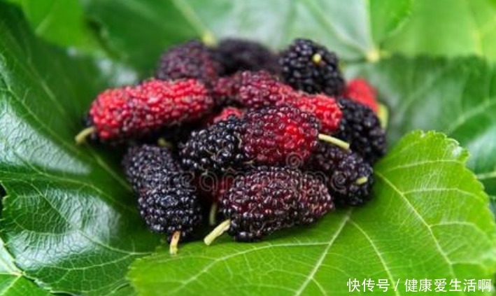 谐音|俗语“五树不进宅,一家乐开怀”,是何意五树指的是哪些树