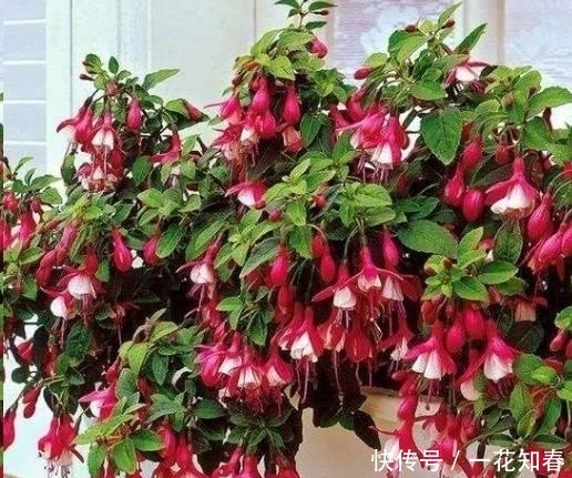 好养|此4种垂吊花,好看又好养,开花就像是瀑布