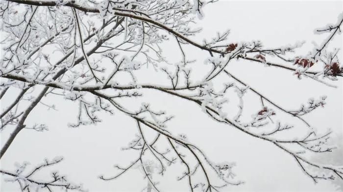 中年|东阿阿胶迎来新年第一场雪