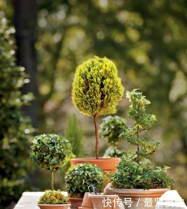 任何容器都能用来做花盆,请收好这30种美丽的花盆搭配设计