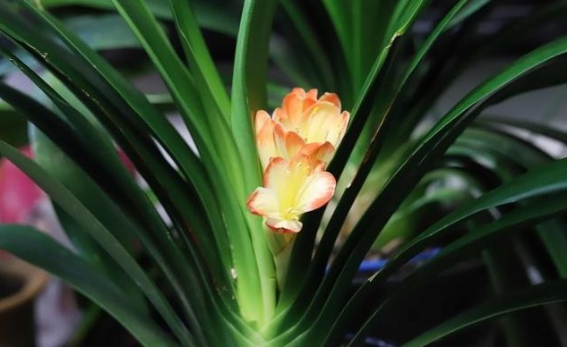 什么淘米水、啤酒水都不如它,“一勺”养爆一盆花,就怕你不认识