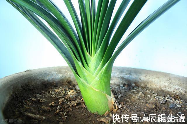 温差|让君子兰开好花的“钥匙”,就握在你手里,它的“构造”很简单