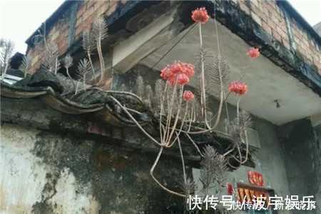 房顶|4种多肉,靠天吃饭,农村房顶上也能活,一盆能养20年