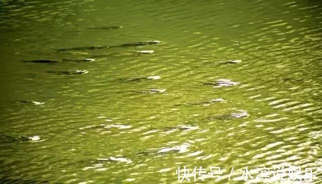 青鱼|看鱼星辨别鱼种,每一位钓鱼人进阶必学技能