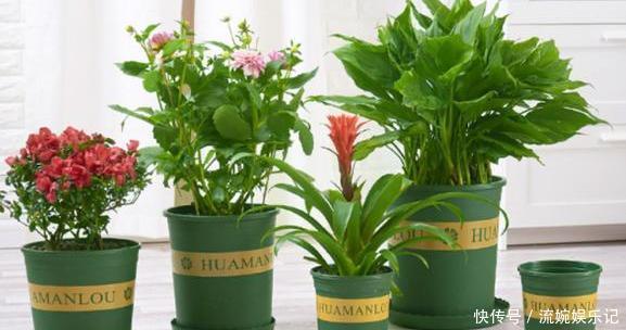 养花挑盆很关键摸清6种材质的优劣,轻松选好花草的''新家''