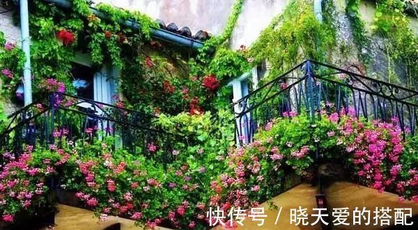 花友|适合新手的三款月季，花型饱满花期长，半封闭阳台也能种