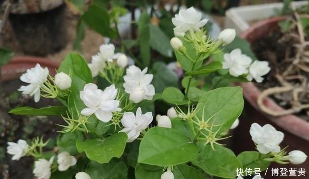 茉莉花僵苗怎么办？2个“动作”改过来，新芽又窜满，开花开不停