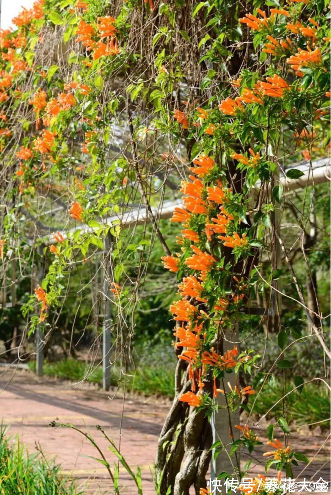 百子莲|过年烟花没看够，快养这9种花，开花更美