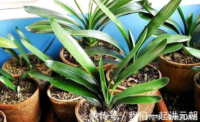 土壤|高手”用“黄土”养君子兰,一棵君子兰,不断生小芽,变成几十盆