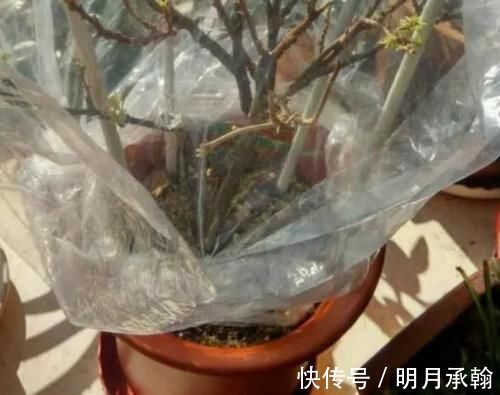 绿萝|闲置塑料袋，冬天拿来养花作用真不小，既能环保又能省钱