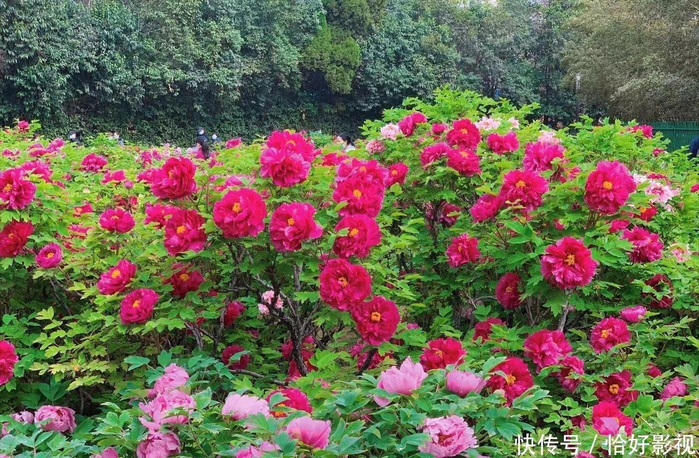 同是宣传家乡牡丹:孟美岐严肃用心,王一博只说四句话点赞翻倍