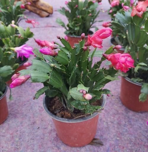 蟹爪兰|3种花很便宜,十元买一盆,开花漂亮又好养