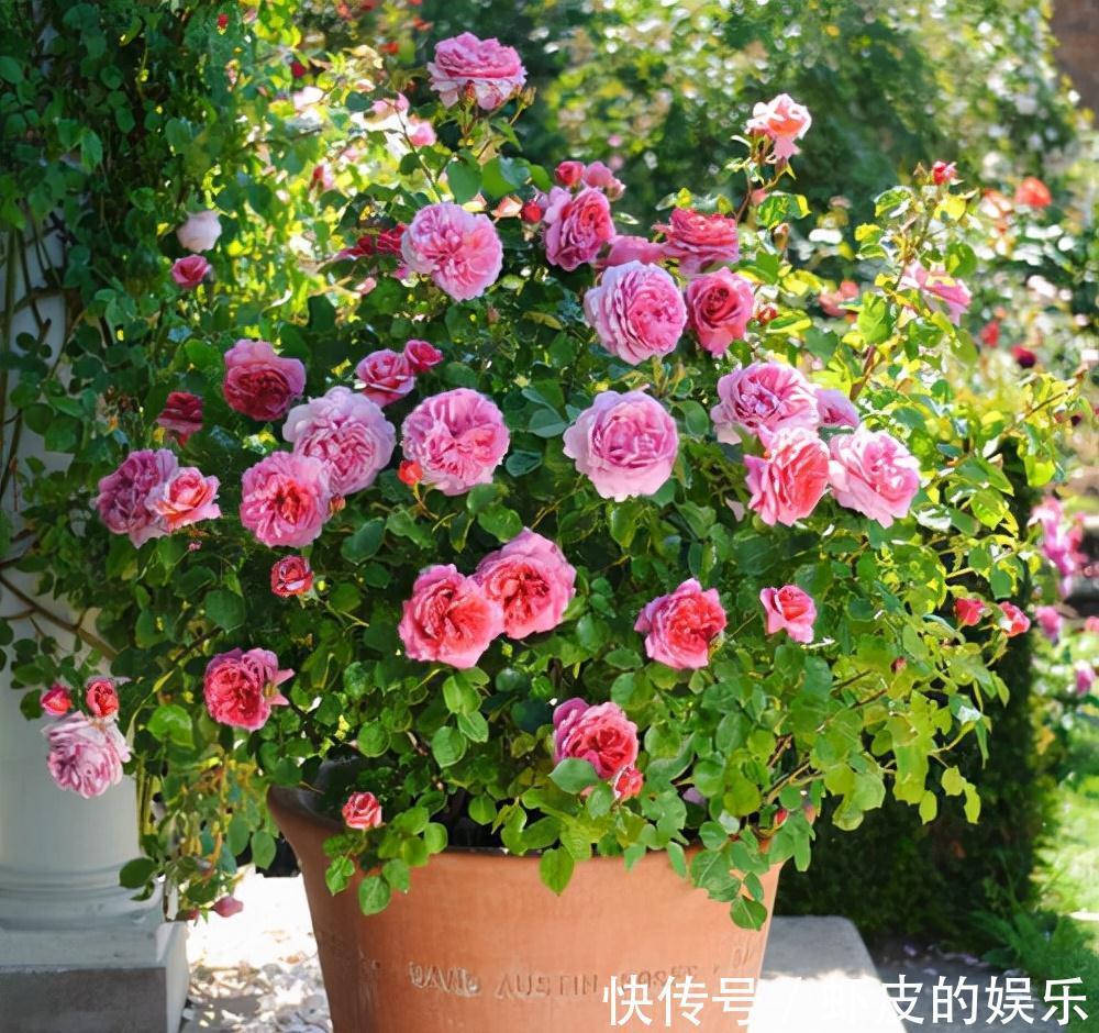 牡丹花|元旦前,“七种花”赶紧搬到阳台上冻一冻,生长茂盛,花苞呼呼冒